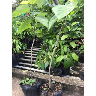 Cây dâu tằm trái dài
