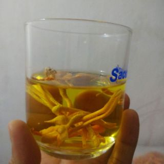 Đông trùng hạ thảo