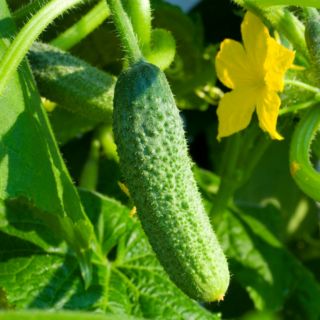 HẠT GIỐNG DƯA CHUỘT BAO TỬ