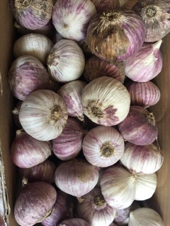 3kg tỏi cô đơn SIÊU TO
