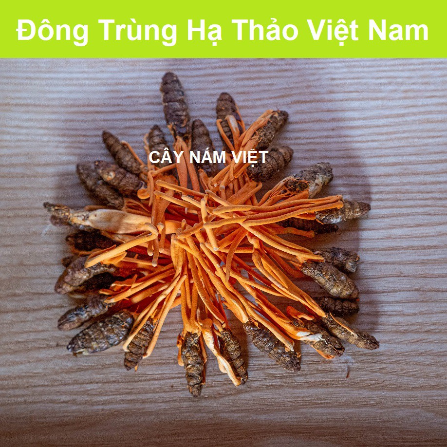 Đông Trùng Hạ Thảo ký chủ Nhộng tằm sấy Thăng Hoa