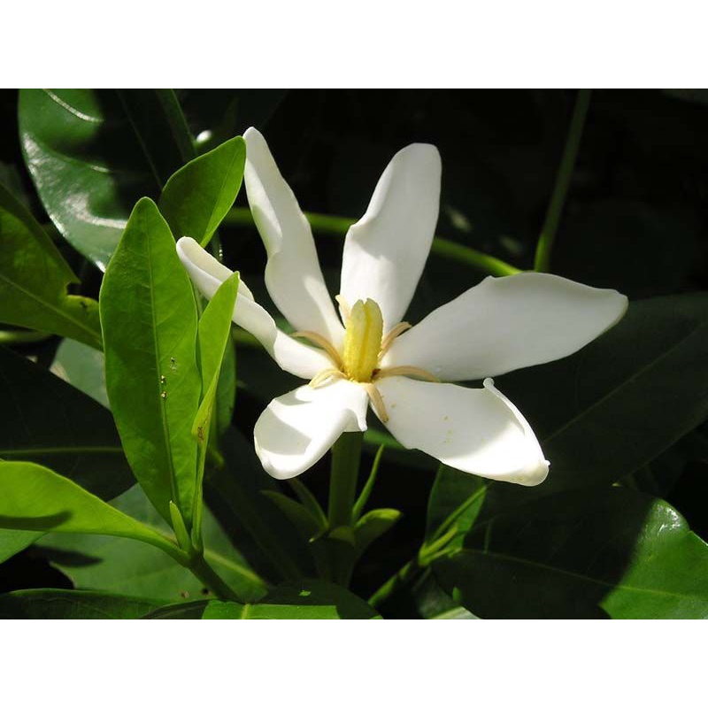 Cây dành dành trồng cảnh ( 1 gốc lớn)