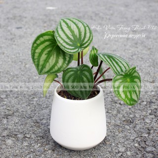 Chậu Cây Lá Dưa Hấu Peperomia argyreia