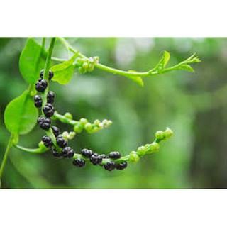 20 Hạt giống rau Mồng Tơi
