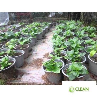 Hạt giống Cẩm tú cầu mix (10 hạt)