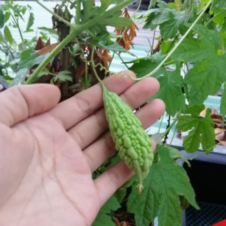 Hạt giống Khổ Qua F1