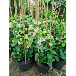 Chậu nhựa mềm Giấy sakura (giấy hồng phớt)
