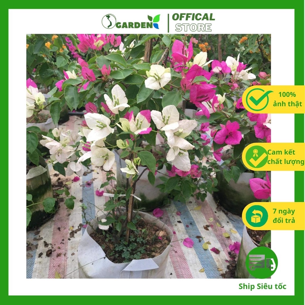 Hoa giấy các màu: đỏ, vàng, hồng, 2 màu (hồng+trắng) cao 80cm (ảnh 1-5)