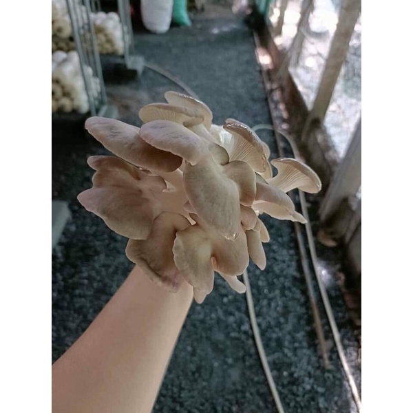 🍄🍄🍄NẤM BÀO NGƯ XÁM - Ship hỏa tốc 🛵