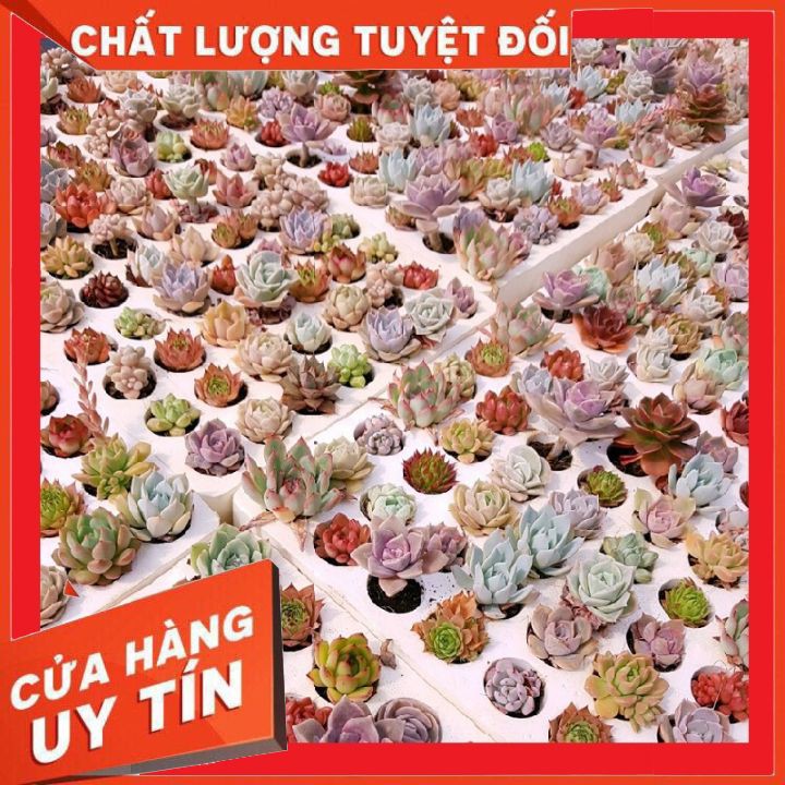 combo 16 cây sen đá vỉ vip mix các loại (size mini)❌ FREE SHIP ❌ xuất xứ Đà Lạt, đã thuần khí hậu