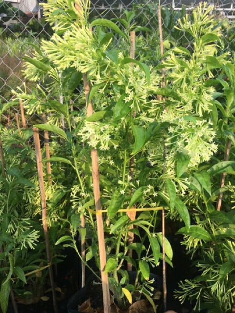 Cây dạ lý hương thơm