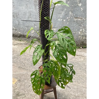 Trầu bà lỗ | Monstera adasonii