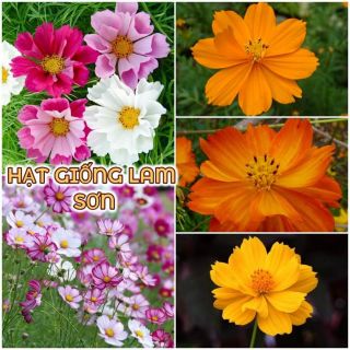 HẠT GIỐNG HOA CÁNH BƯỚM ( SAO NHÁI ) - siêu đáng yêu