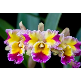 [Rẻ vô địch] Lan Cattleya Giống 10 màu