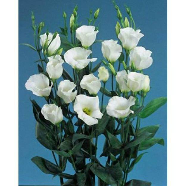 Hạt giống hoa Cát tường trắng F1 Nga