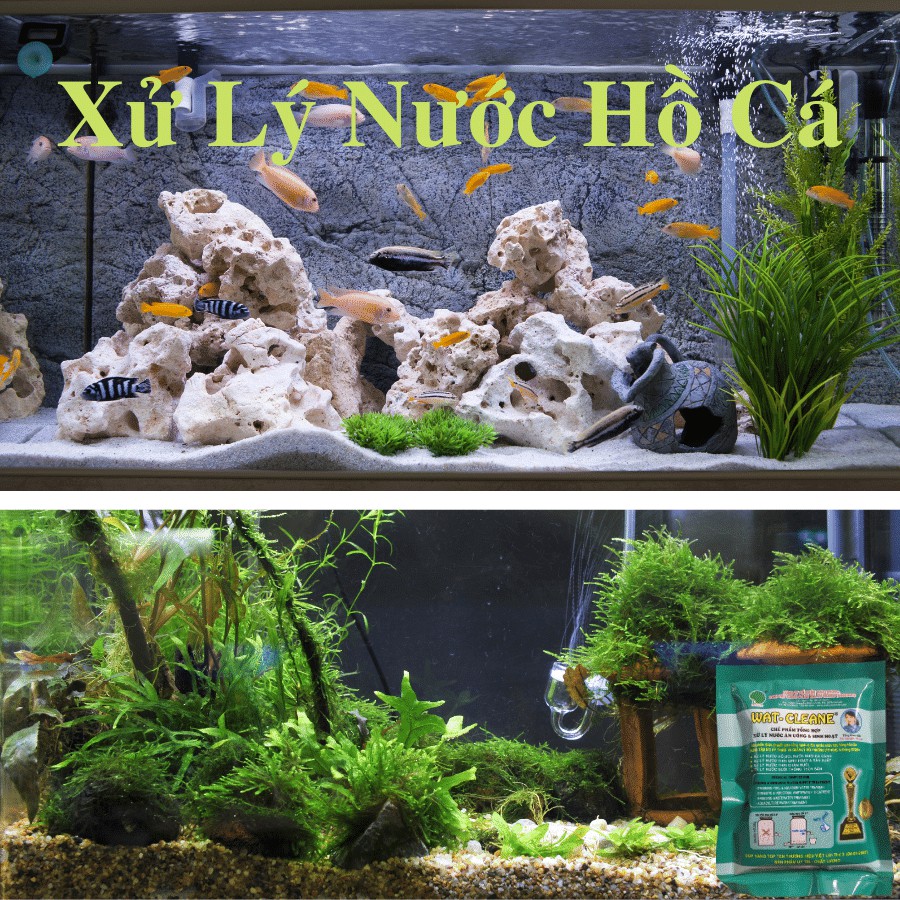 Chế phẩm vi sinh xử lý nước Bể Cá lọc Nước Phèn Ăn Uống & Sinh Hoạt Bể Bơi nuôi Tôm Cá Chăn Nuôi Wat-Cleane