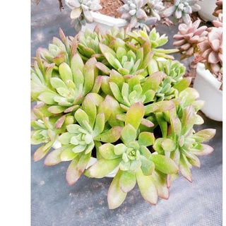 Sen đá mặt trời - size lớn - vườn đà lạt