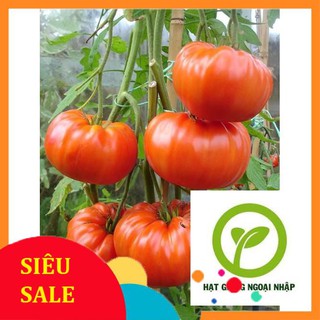 Hạt giống cà chua khổng lồ gói 30 hạt hat f1