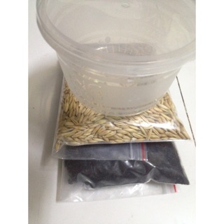 Cỏ mèo tươi + Combo