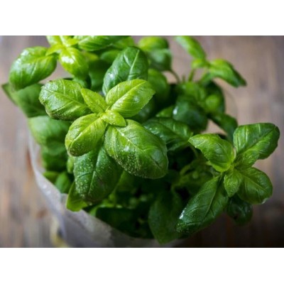 Tinh Dầu Húng Quế Thiên Nhiên giảm căng thẳng, khử mùi, đuổi côn trùng Basil Essential Oil AloAroma
