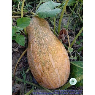 Hạt giống Bí Mật ( Bí Đỏ ) - 1 gói 10 hạt