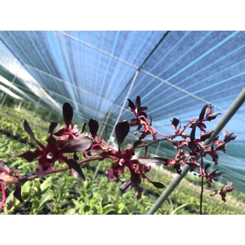 Denro xưa hắc long