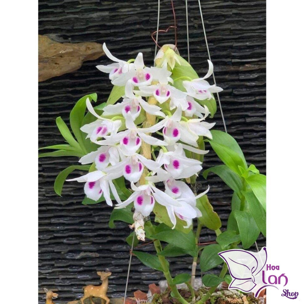 Vỏ Thông Trồng Lan ⚜️FREESHIP⚜️ size 2.5 - 4cm  Mài Cạnh Đã Qua Xử  Lý Dùng Để Lót Đáy Chậu, Túi 500G