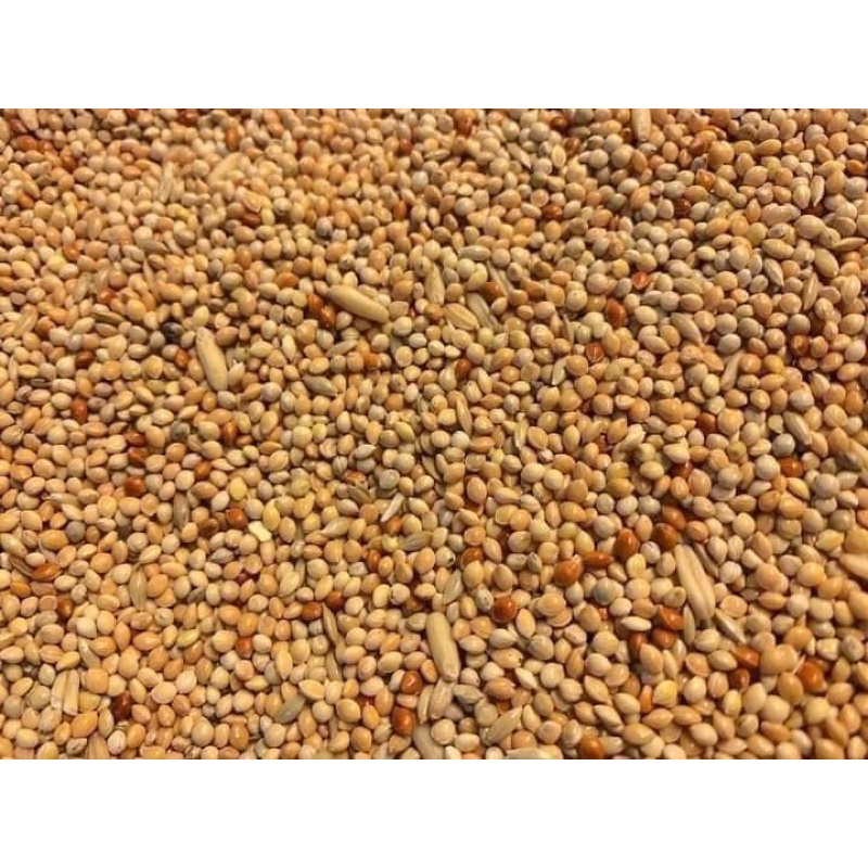 Hạt yến phụng Deli Nature Bỉ mã 51 lẻ 1kg