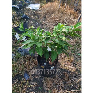 CÂY HOA LÀI CAO TỪ 20-40 CM