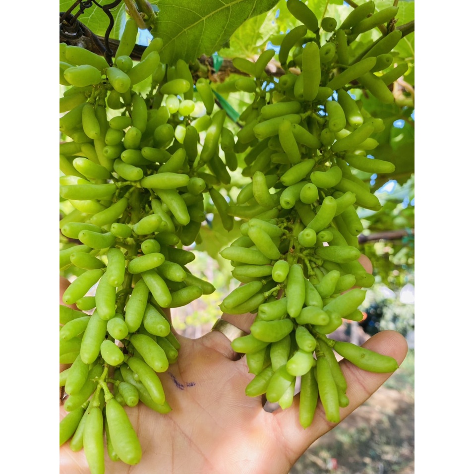 Cây nho giống Ngón tay đen Úc leo giàn trồng chậu thùng xốp NG08