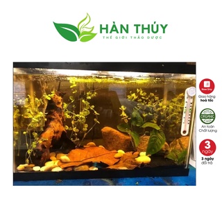 Lá Bàng Khô - Thần Dược Cá Cảnh