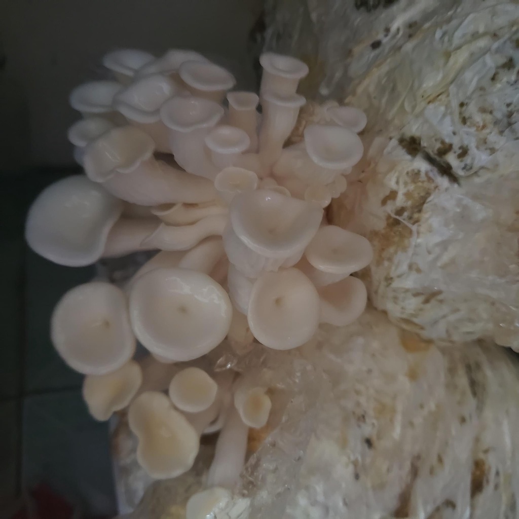 Phôi nấm Sò