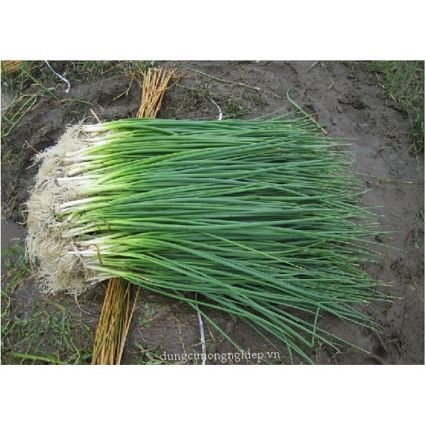 ( SIÊU RẺ ) Hạt giống hành lá 1gr/ gói