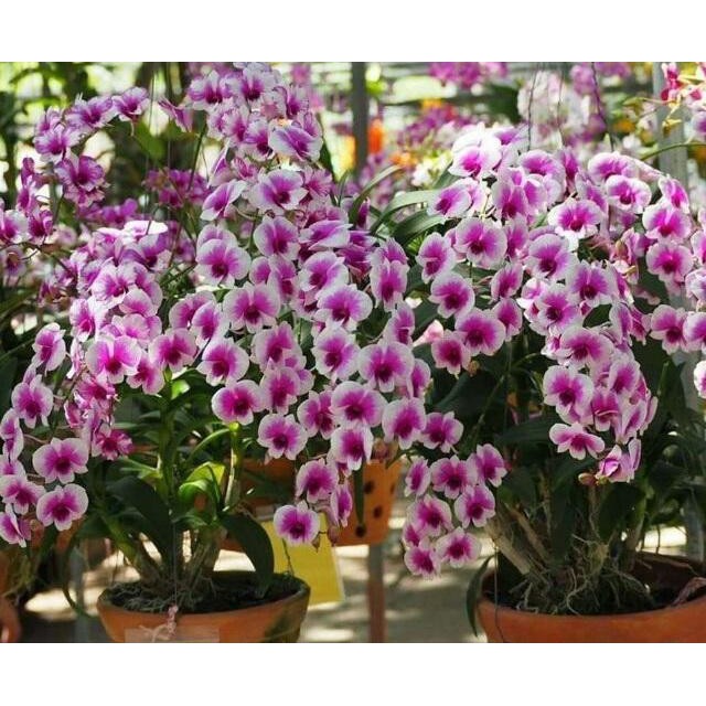 Hoa lan denro thái lan yaya mini chậu size TO hoa quanh năm, hàng đánh thẳng từ thái về