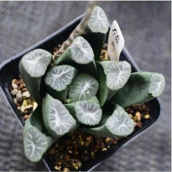 Hạt giống sen đá mọng nước kím tân 50h