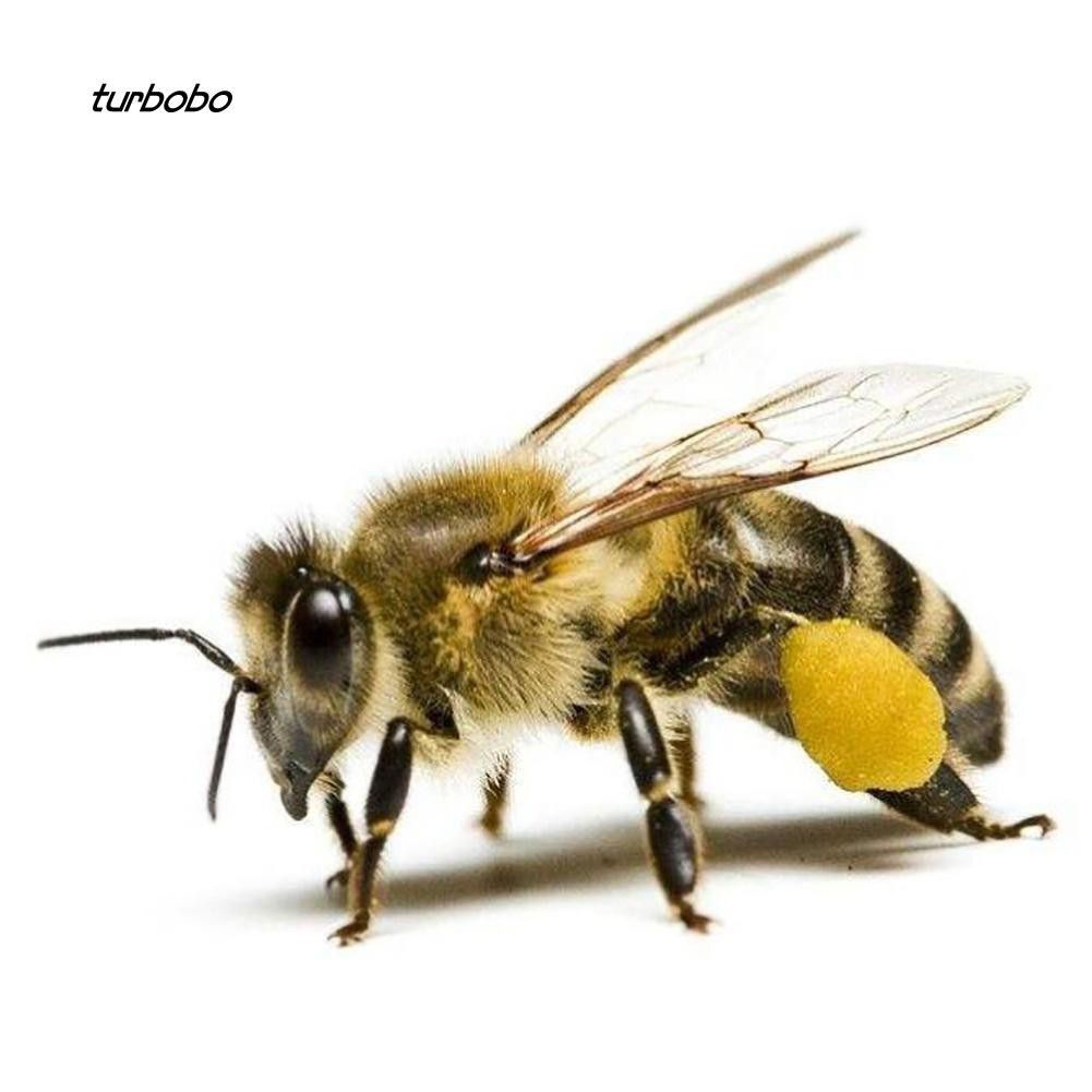 Set 10 Mồi Câu Cá Giả Côn Trùng Chất Lượng Cao