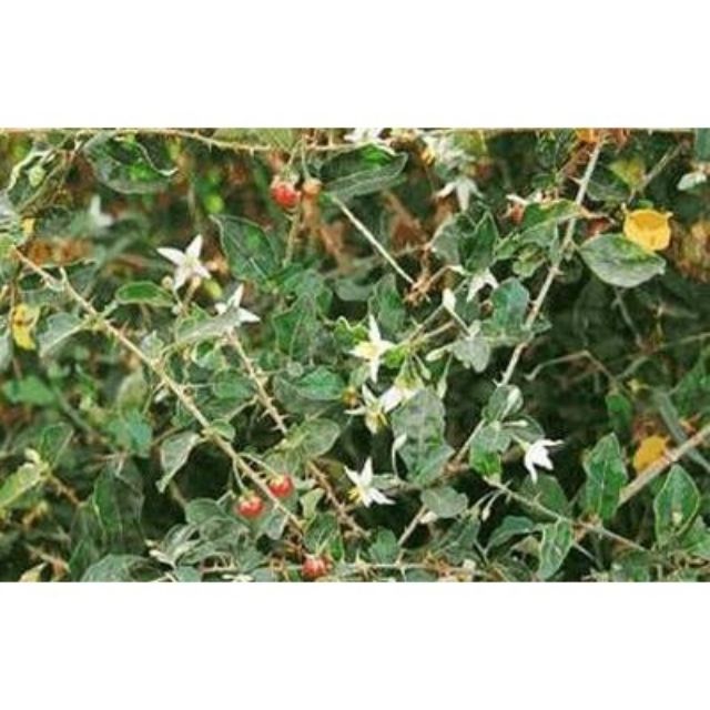 Cà gai leo khô ( gói 1kg ) bổ gan, điều trị các bệnh về gan