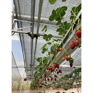 Hạt giống dâu tây hana giống chịu nhiệt quả siêu ngọt 50 hạt luckyseed hạt siêu rẻ