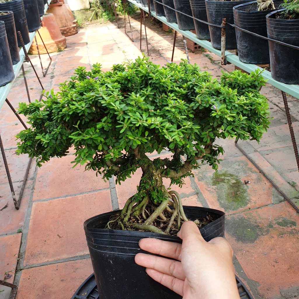Bonsai Linh sam hạt gạo - linh sam lá rí siêu bông size đại có đế + đã tạo dáng