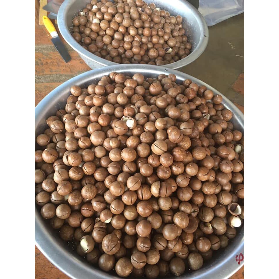 Hạt Macca Sạch Di Linh Lâm Đồng - 1kg Loại cao cấp | BigBuy360 - bigbuy360.vn