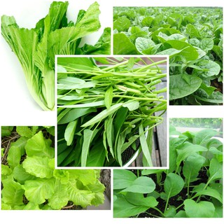 Combo 5 gói hạt giống ăn lá
