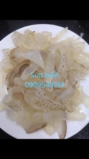 SỨA BIỂN TƯƠI