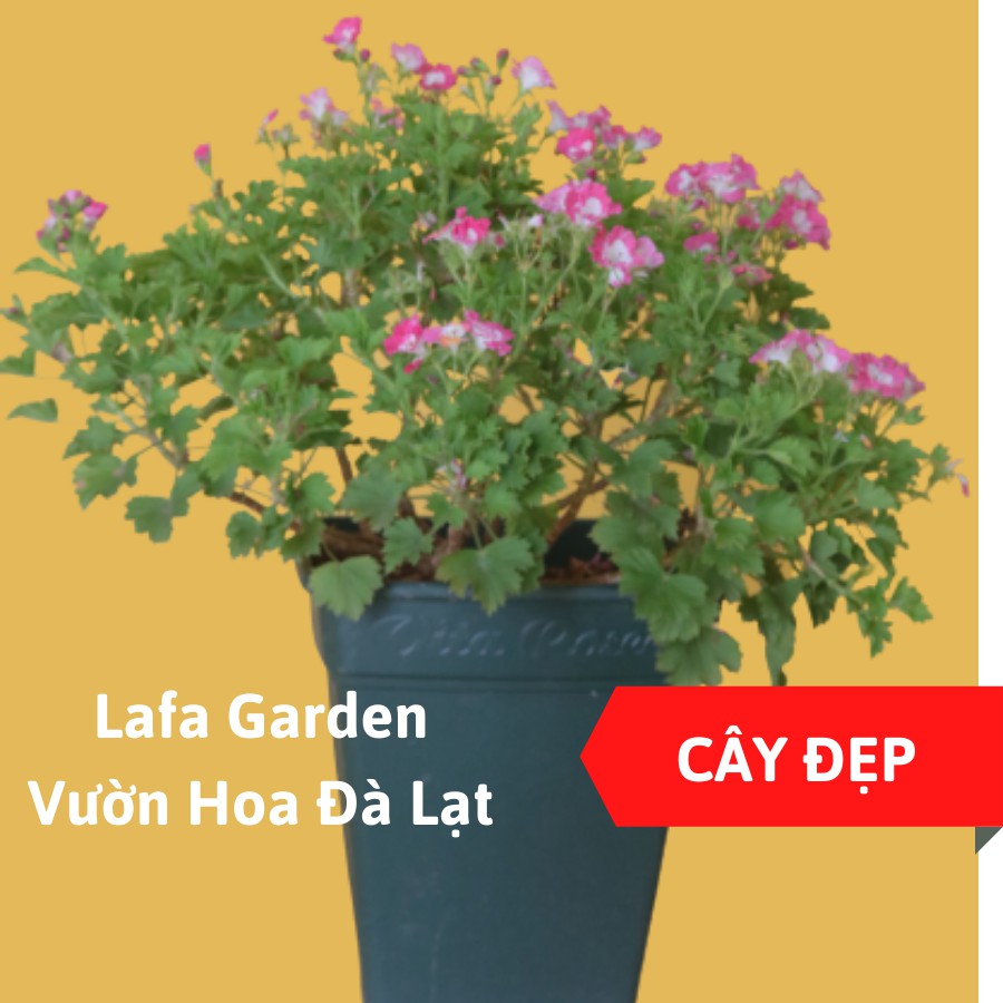 Cây hoa phong lữ mắt thần giống mới cây khỏe, nhiều cành nhánh