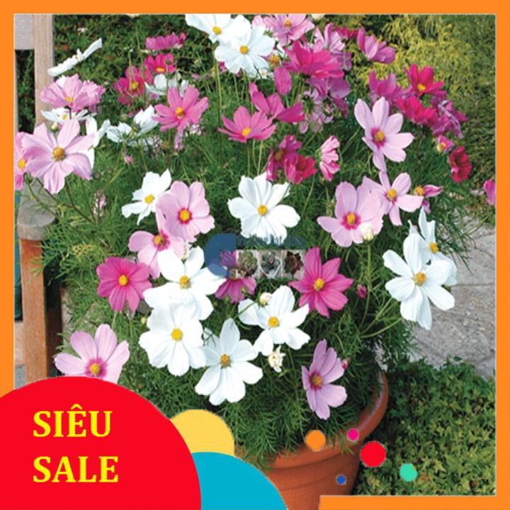 Bộ gói 100 hạt giống hoa cúc cánh bướm  TẾT KHUYẾN MẠI