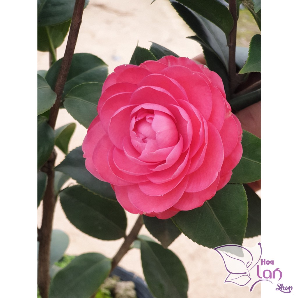 Trà My Cổ 🌸FREESHIP🌸 BẠCH TRÀ - CUNG ĐÌNH HỒNG - THÂM BÁT DIỆN