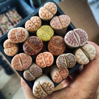 Sen mông - 16 loại vân khác nhau