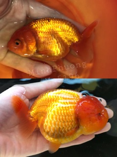[LEN Goldfish] Cám Bufalo’s House