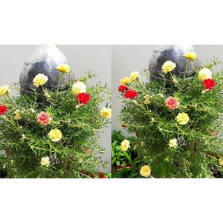 Mười Giờ Kép 3 Màu - Chậu Hoa