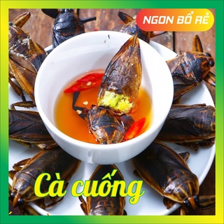 Set 5 Cà cuống nguyên con