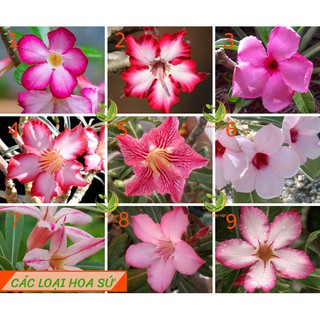 COMBO 4 Cây Hoa sứ thái kép nhiều màu _ được chọn màu ( bán cây con )